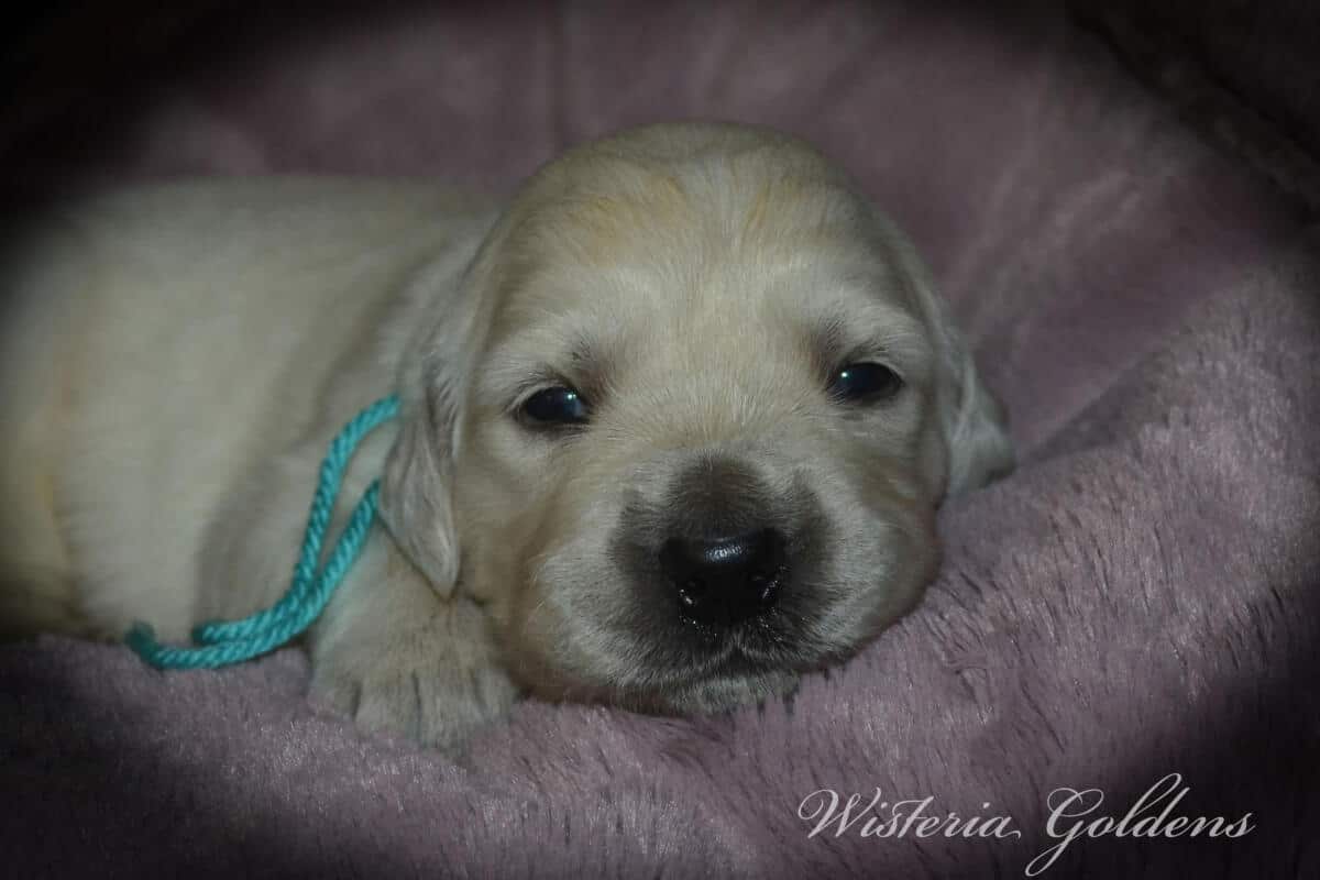 Milan's Two Week Puppy Picture Collage #milan091925 English Cream Golden Retriever puppies raised part of our family until part of yours at Wisteria Goldens