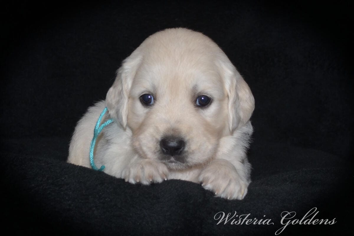 Milan & Theo pups are 4 weeks old. Love watching Milan’s first litter grow and blossom. #milan091925