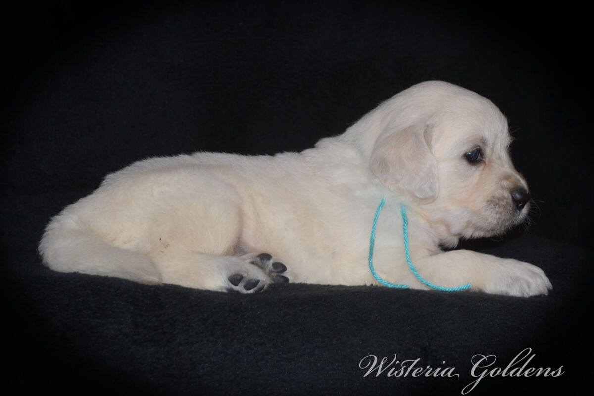 teal girl