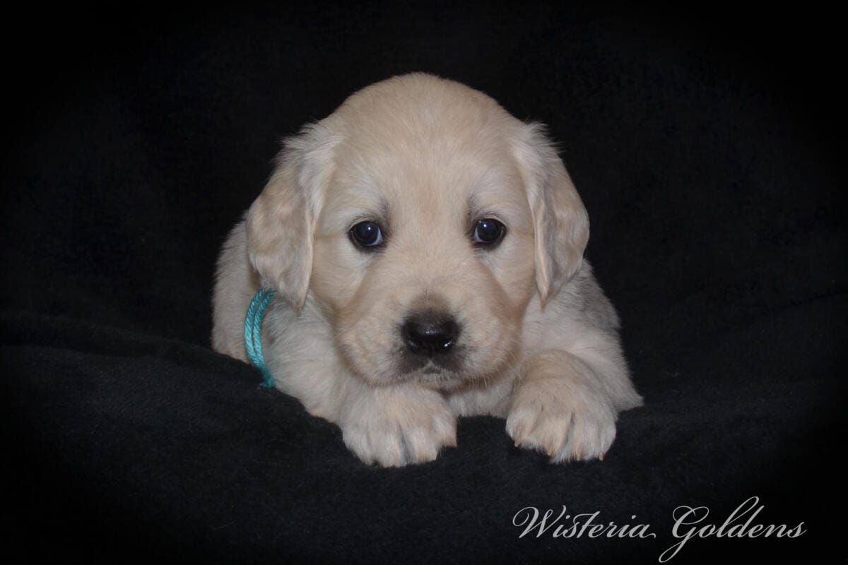 Milan & Theo Five Week Puppy Picture Collage #milan092425 English Cream Golden Retriever Puppies born and raised Wisteria Goldens Part of our family until part of yours.