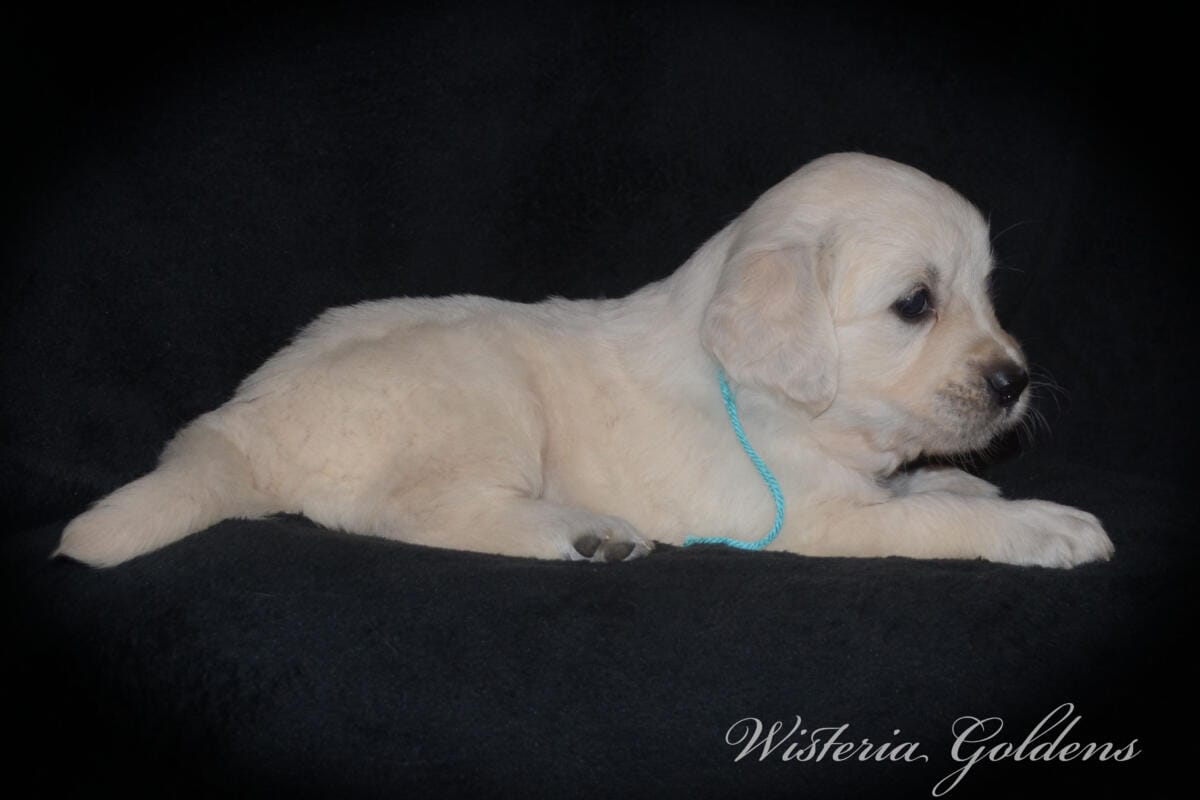 teal girl