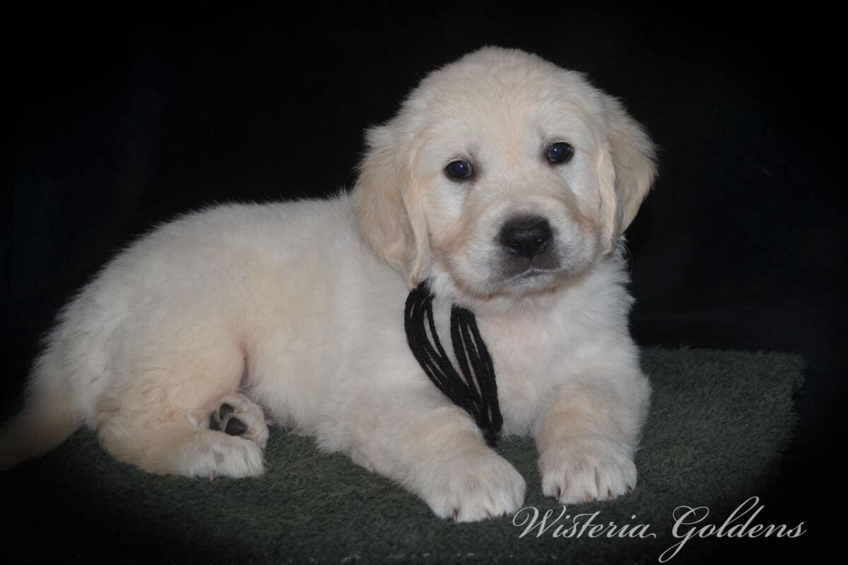 Stormy Litter Six Week Pictures English Cream Golden Retriever Wisteria Goldens Raised part of our family until part of yours #Stormy090125 Stormy (Keeva / Chance) & Tahoe – Litter Born 09/01/2025. 4 girls and 6 boys #stormy090125