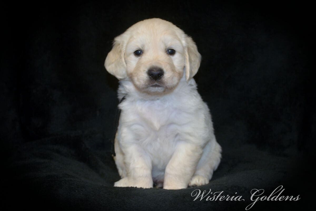 Stormy & Tahoe #stormy090125 puppies are now 5 weeks old! They are growing fast. Using the doggie door, playing with each other more, enjoying toys and outdoor play. Wisteria Goldens English Cream Golden Retriever Puppies raised part of our family until part of yours. 