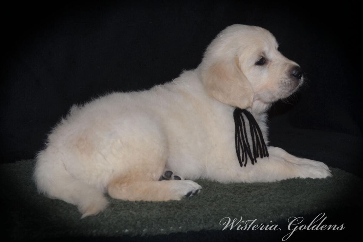 six weeks