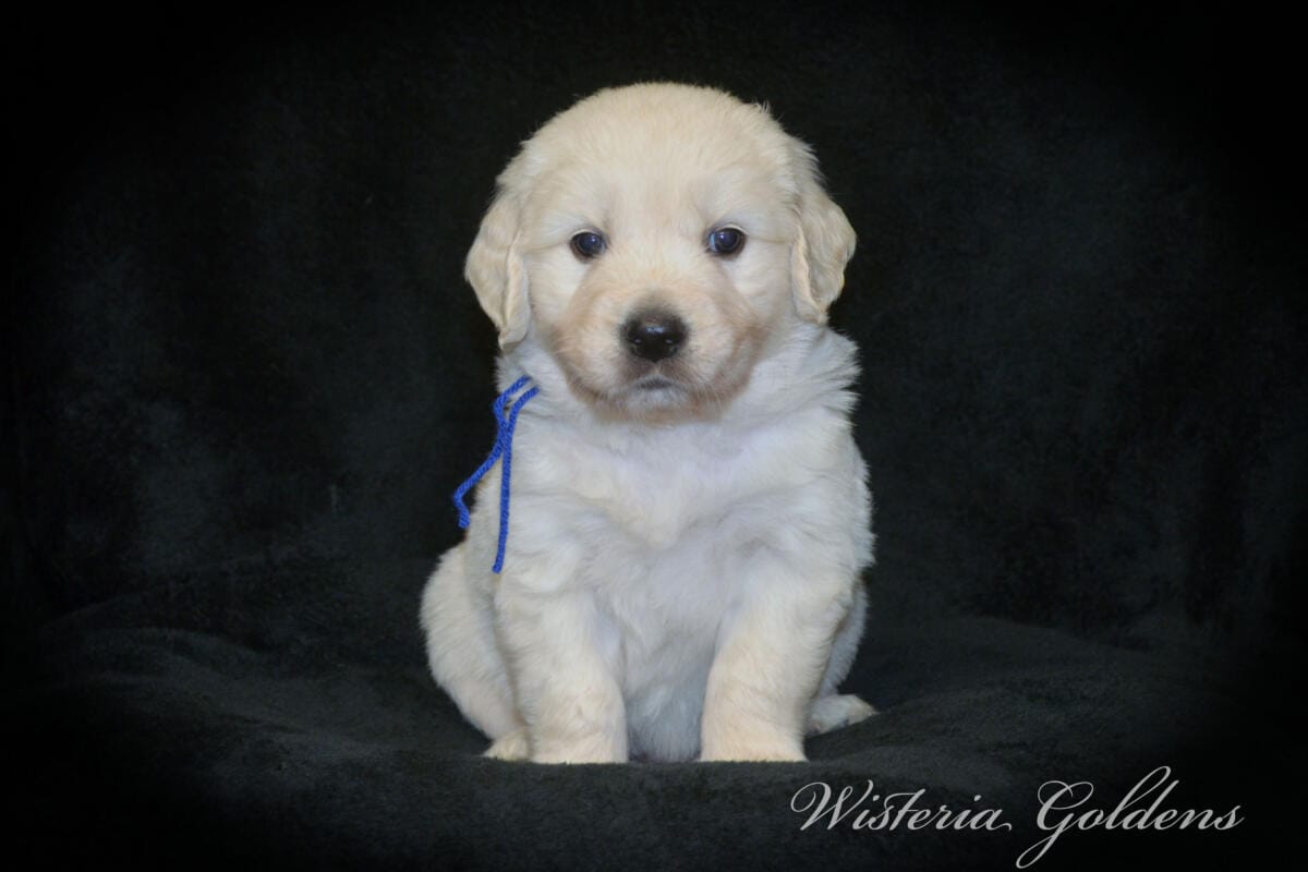 Stormy & Tahoe #stormy090125 puppies are now 5 weeks old! They are growing fast. Using the doggie door, playing with each other more, enjoying toys and outdoor play. Wisteria Goldens English Cream Golden Retriever Puppies raised part of our family until part of yours. 
