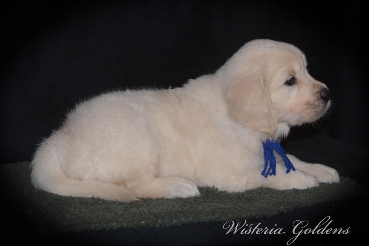 six weeks