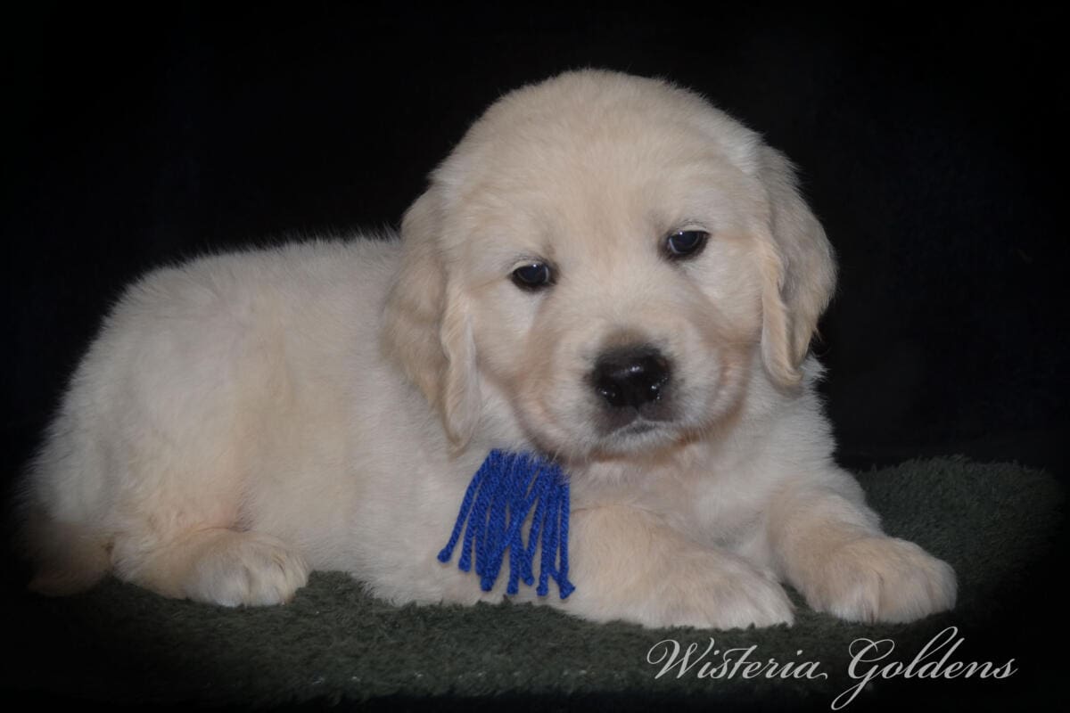 Stormy Litter Six Week Pictures English Cream Golden Retriever Wisteria Goldens Raised part of our family until part of yours #Stormy090125 Stormy (Keeva / Chance) & Tahoe – Litter Born 09/01/2025. 4 girls and 6 boys #stormy090125