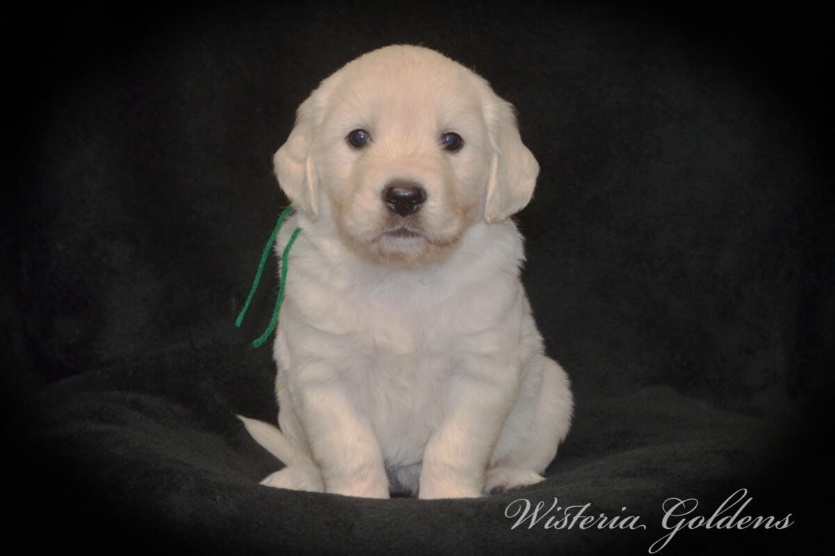 Stormy & Tahoe #stormy090125 puppies are now 5 weeks old! They are growing fast. Using the doggie door, playing with each other more, enjoying toys and outdoor play. Wisteria Goldens English Cream Golden Retriever Puppies raised part of our family until part of yours. 