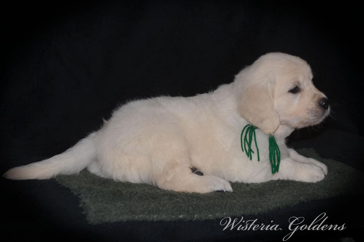 six weeks