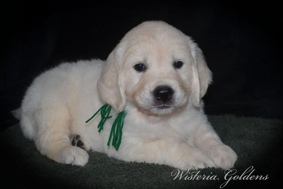 Stormy Litter Six Week Pictures English Cream Golden Retriever Wisteria Goldens Raised part of our family until part of yours #Stormy090125 Stormy (Keeva / Chance) & Tahoe – Litter Born 09/01/2025. 4 girls and 6 boys #stormy090125
