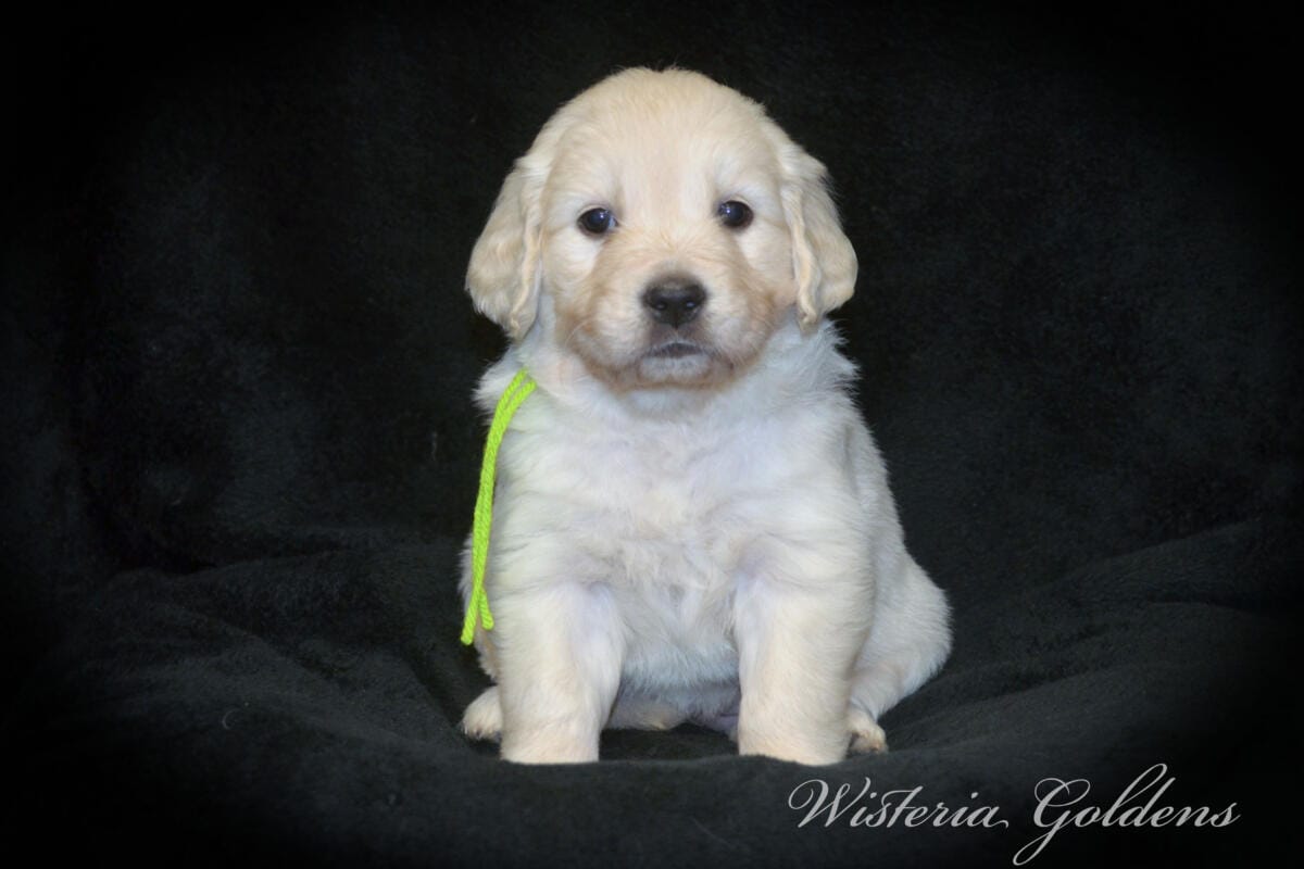 Stormy & Tahoe #stormy090125 puppies are now 5 weeks old! They are growing fast. Using the doggie door, playing with each other more, enjoying toys and outdoor play. Wisteria Goldens English Cream Golden Retriever Puppies raised part of our family until part of yours. 