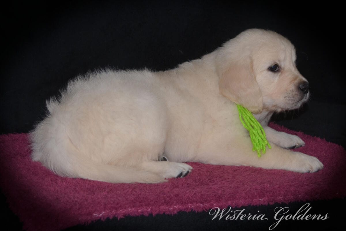 six weeks