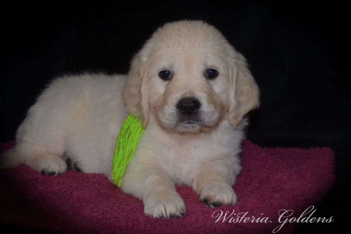 Stormy Litter Six Week Pictures English Cream Golden Retriever Wisteria Goldens Raised part of our family until part of yours #Stormy090125 Stormy (Keeva / Chance) & Tahoe – Litter Born 09/01/2025. 4 girls and 6 boys #stormy090125