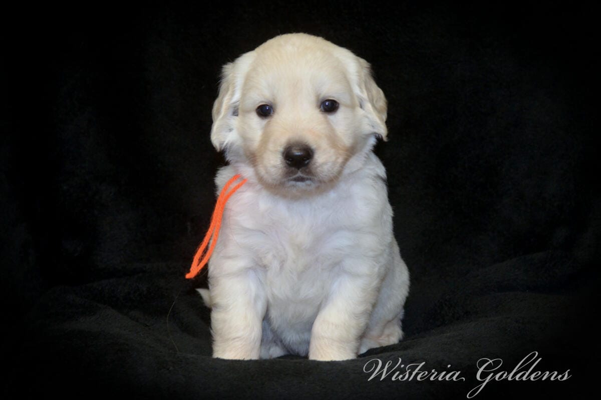 Stormy & Tahoe #stormy090125 puppies are now 5 weeks old! They are growing fast. Using the doggie door, playing with each other more, enjoying toys and outdoor play. Wisteria Goldens English Cream Golden Retriever Puppies raised part of our family until part of yours. 