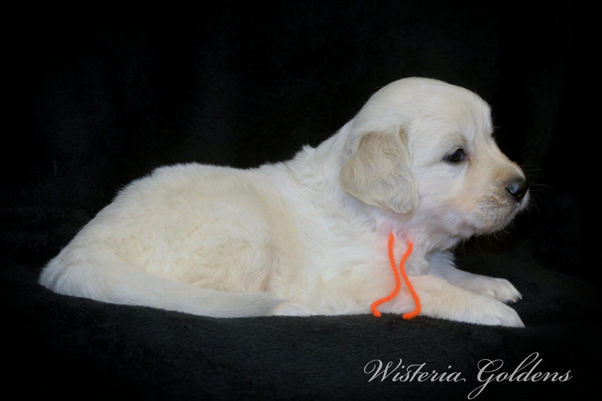 orange boy 