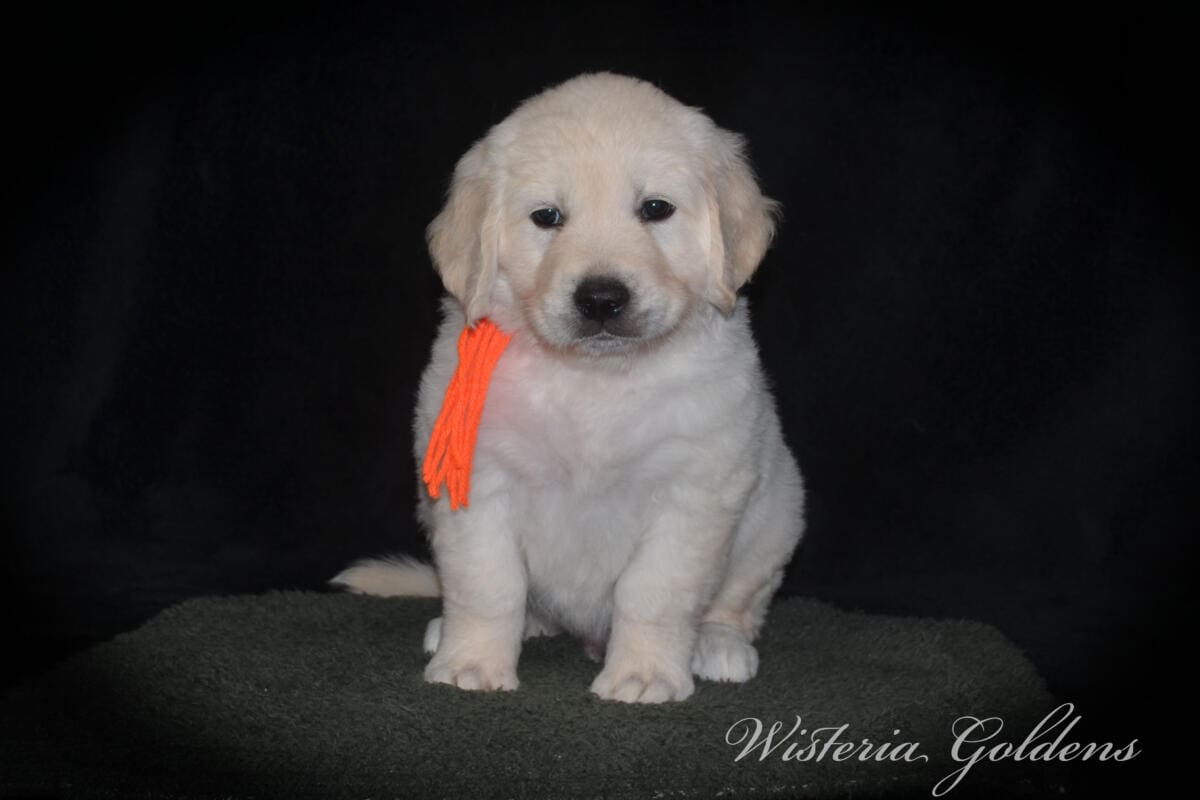 orange boy