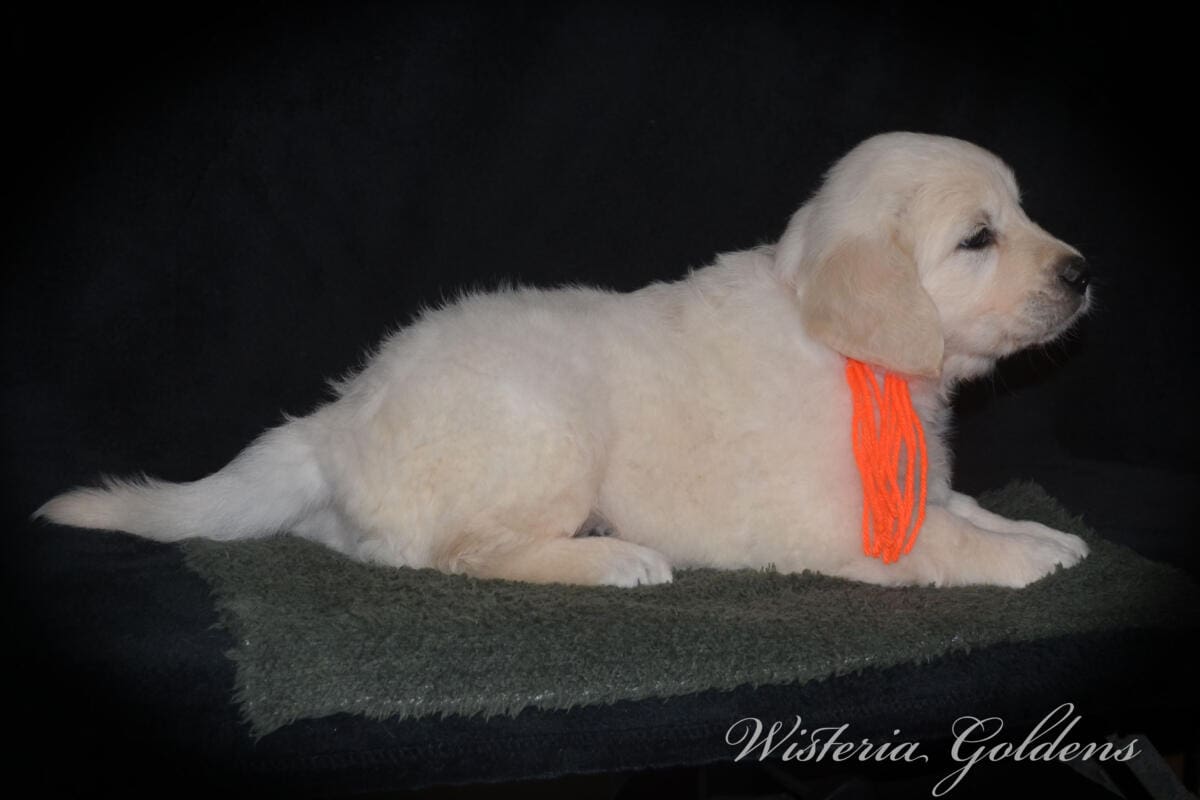 six weeks