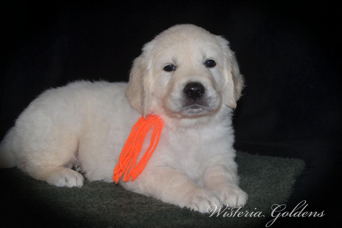 Stormy Litter Six Week Pictures English Cream Golden Retriever Wisteria Goldens Raised part of our family until part of yours #Stormy090125 Stormy (Keeva / Chance) & Tahoe – Litter Born 09/01/2025. 4 girls and 6 boys #stormy090125