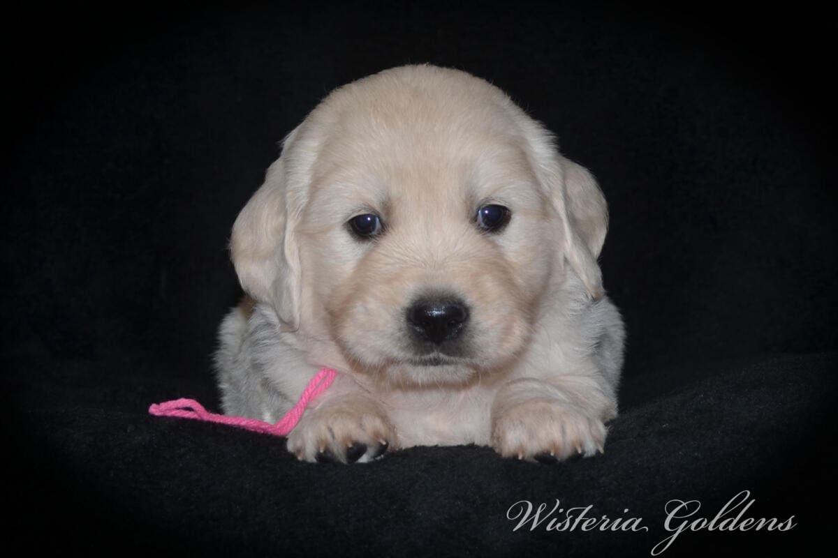 Stormy & Tahoe #stormy090125 puppies are now 5 weeks old! They are growing fast. Using the doggie door, playing with each other more, enjoying toys and outdoor play. Wisteria Goldens English Cream Golden Retriever Puppies raised part of our family until part of yours. 