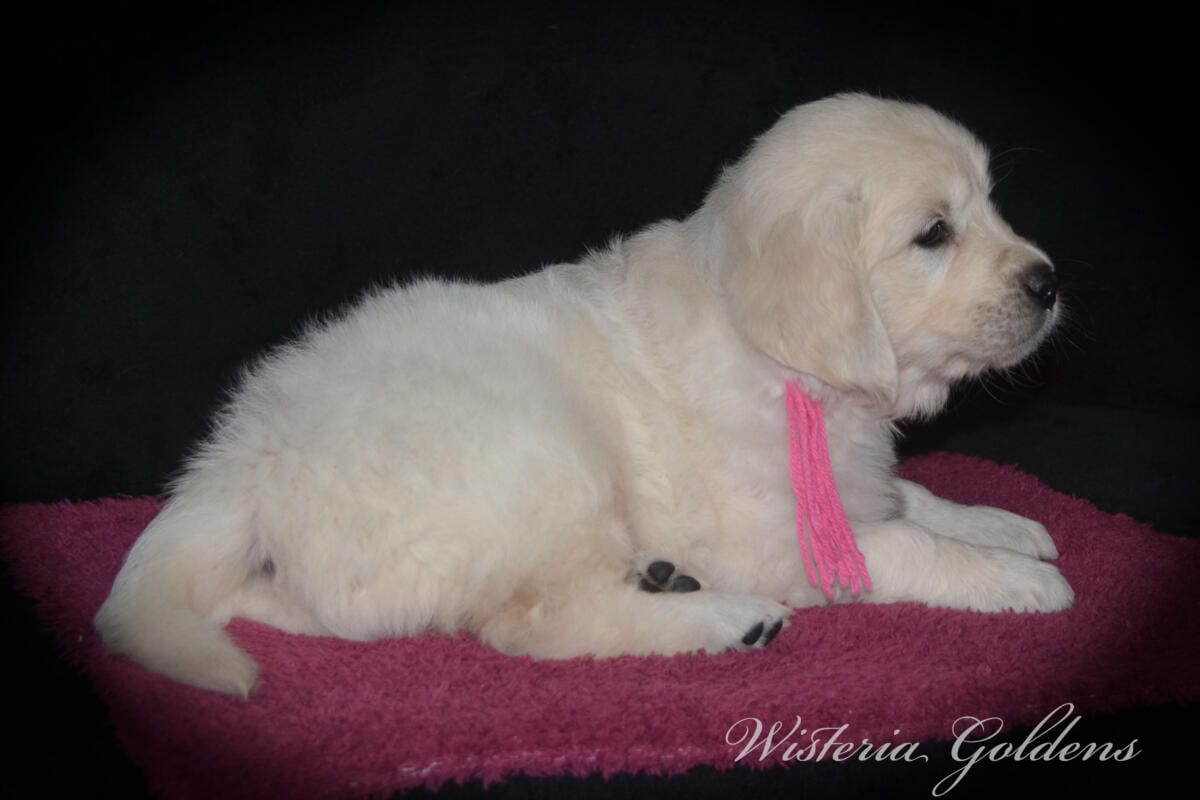 six weeks