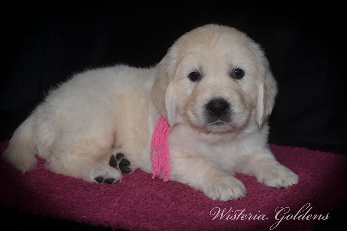 Stormy Litter Six Week Pictures English Cream Golden Retriever Wisteria Goldens Raised part of our family until part of yours #Stormy090125 Stormy (Keeva / Chance) & Tahoe – Litter Born 09/01/2025. 4 girls and 6 boys #stormy090125