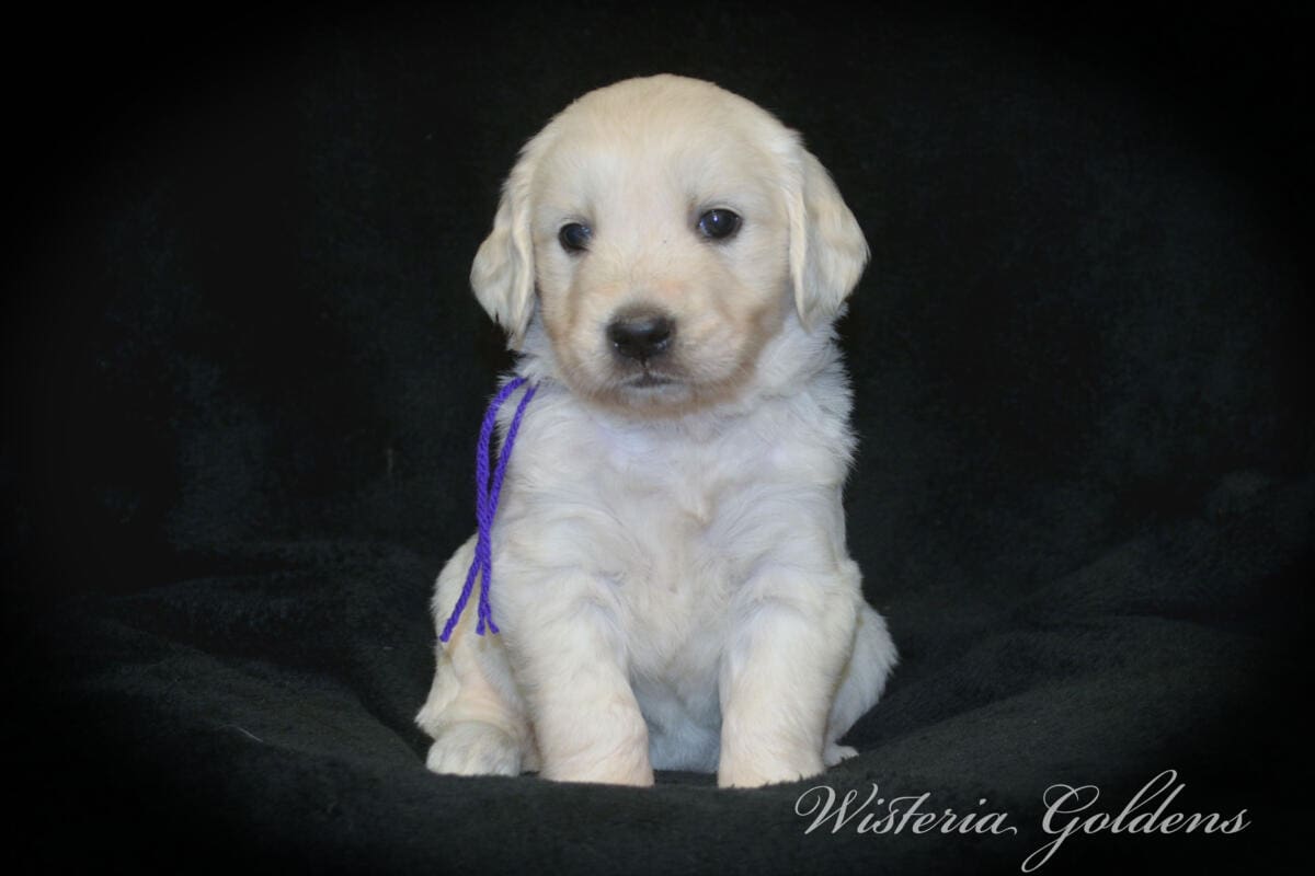 Stormy & Tahoe #stormy090125 puppies are now 5 weeks old! They are growing fast. Using the doggie door, playing with each other more, enjoying toys and outdoor play. Wisteria Goldens English Cream Golden Retriever Puppies raised part of our family until part of yours. 