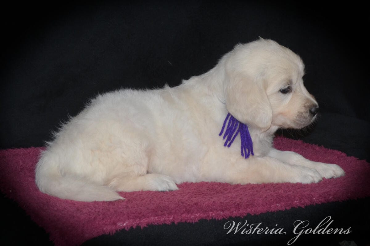 six weeks
