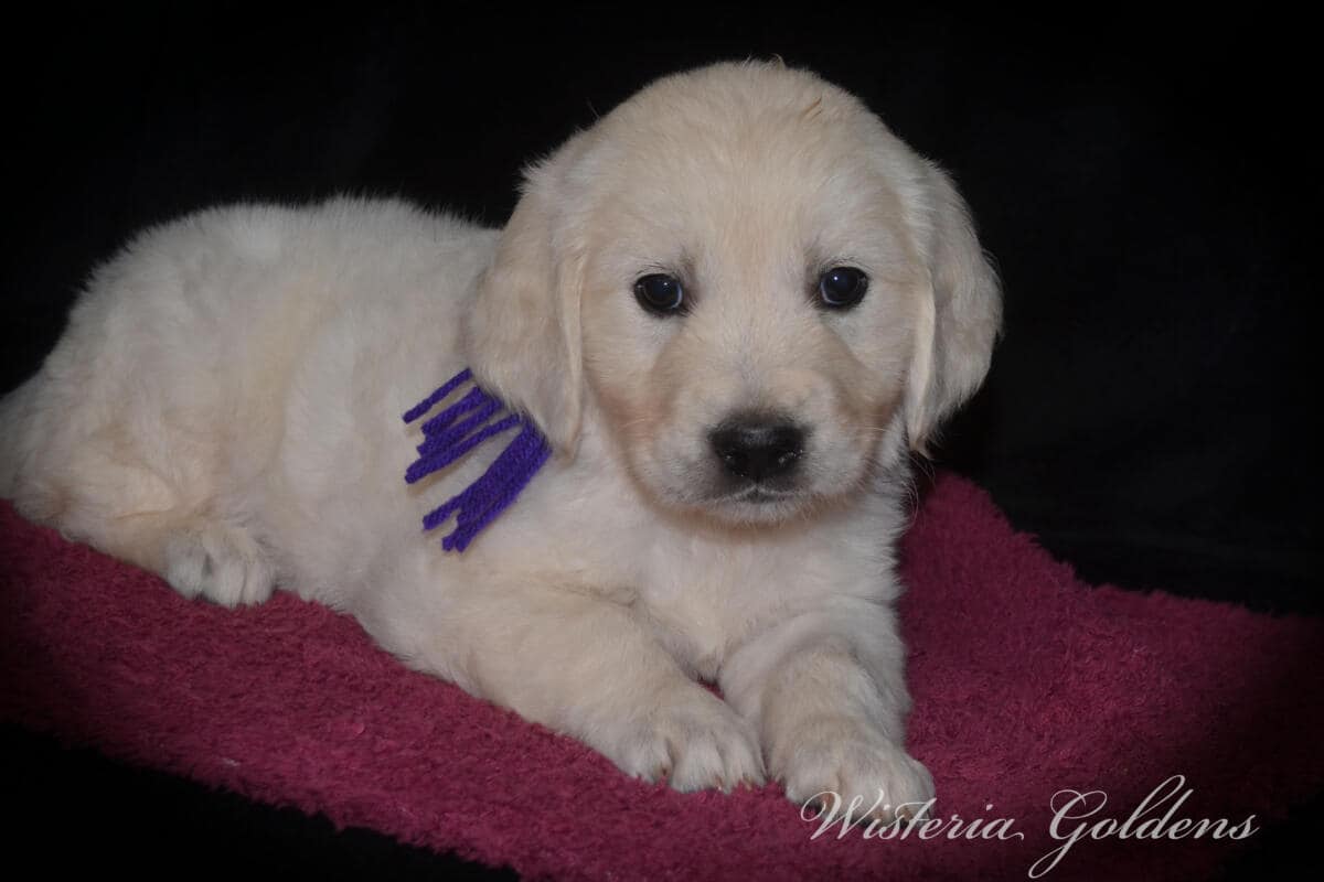 Stormy Litter Six Week Pictures English Cream Golden Retriever Wisteria Goldens Raised part of our family until part of yours #Stormy090125 Stormy (Keeva / Chance) & Tahoe – Litter Born 09/01/2025. 4 girls and 6 boys #stormy090125