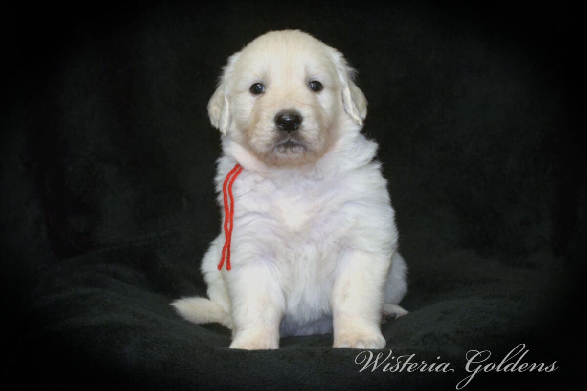 Stormy & Tahoe #stormy090125 puppies are now 5 weeks old! They are growing fast. Using the doggie door, playing with each other more, enjoying toys and outdoor play. Wisteria Goldens English Cream Golden Retriever Puppies raised part of our family until part of yours. 