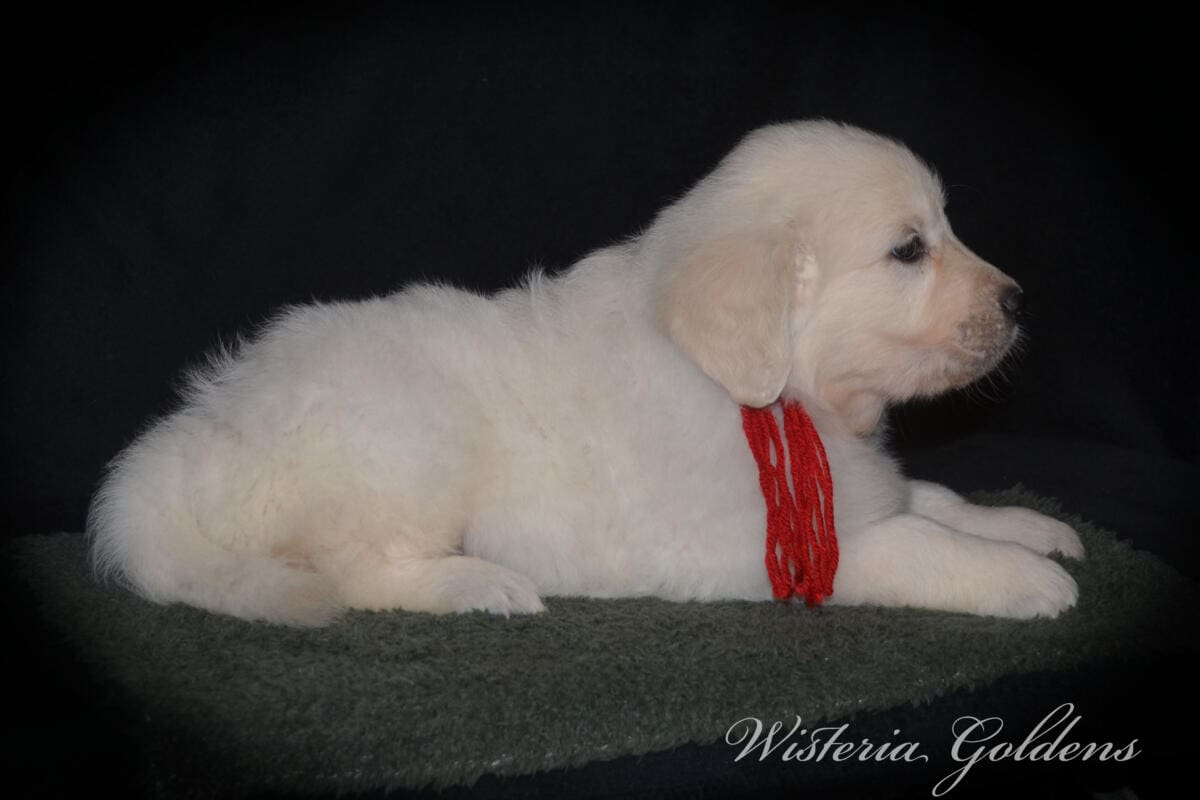 six weeks