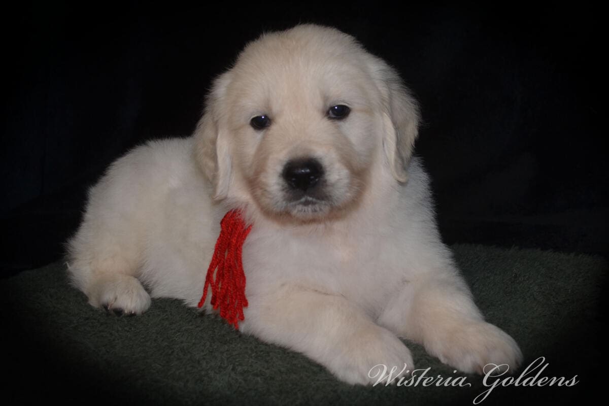 Stormy Litter Six Week Pictures English Cream Golden Retriever Wisteria Goldens Raised part of our family until part of yours #Stormy090125 Stormy (Keeva / Chance) & Tahoe – Litter Born 09/01/2025. 4 girls and 6 boys #stormy090125