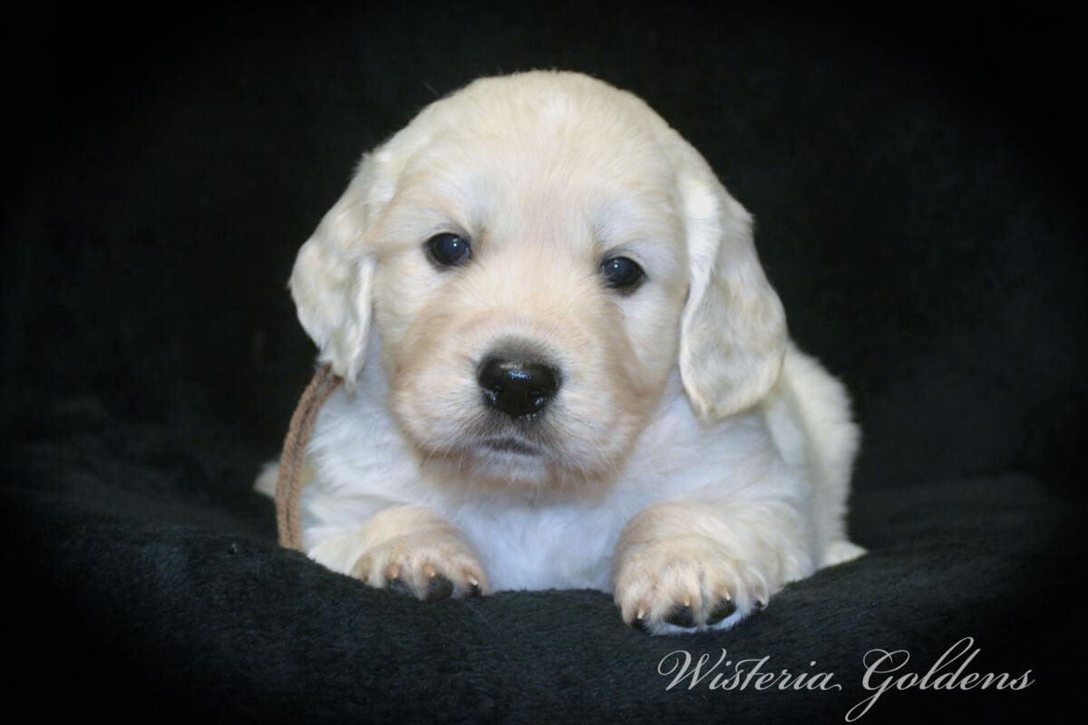 Stormy & Tahoe #stormy090125 puppies are now 5 weeks old! They are growing fast. Using the doggie door, playing with each other more, enjoying toys and outdoor play. Wisteria Goldens English Cream Golden Retriever Puppies raised part of our family until part of yours. 