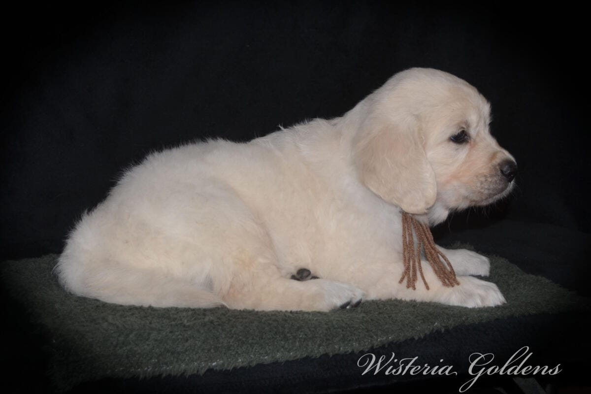 six weeks