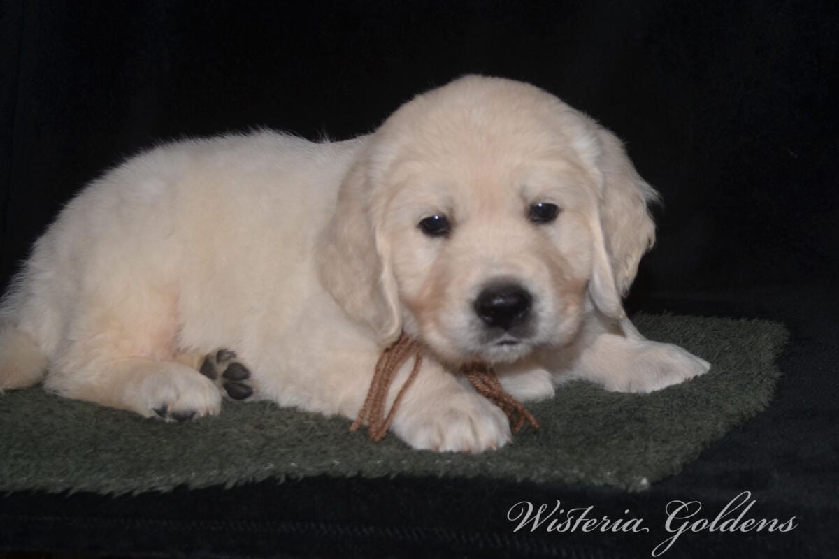 Stormy Litter Six Week Pictures English Cream Golden Retriever Wisteria Goldens Raised part of our family until part of yours #Stormy090125 Stormy (Keeva / Chance) & Tahoe – Litter Born 09/01/2025. 4 girls and 6 boys #stormy090125