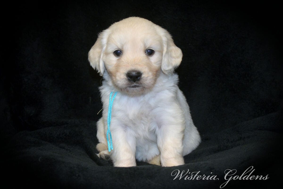Stormy & Tahoe #stormy090125 puppies are now 5 weeks old! They are growing fast. Using the doggie door, playing with each other more, enjoying toys and outdoor play. Wisteria Goldens English Cream Golden Retriever Puppies raised part of our family until part of yours. 