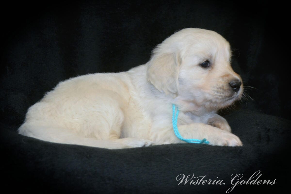 teal girl