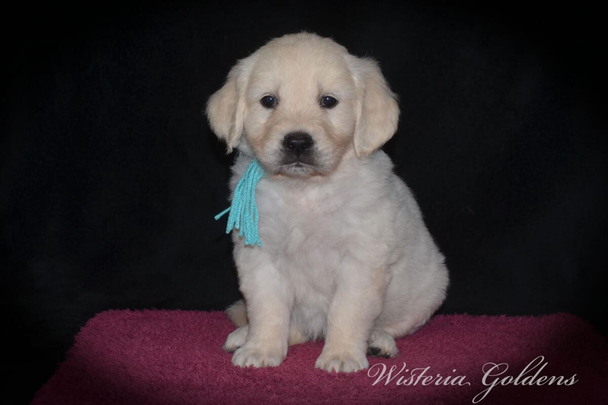 teal girl