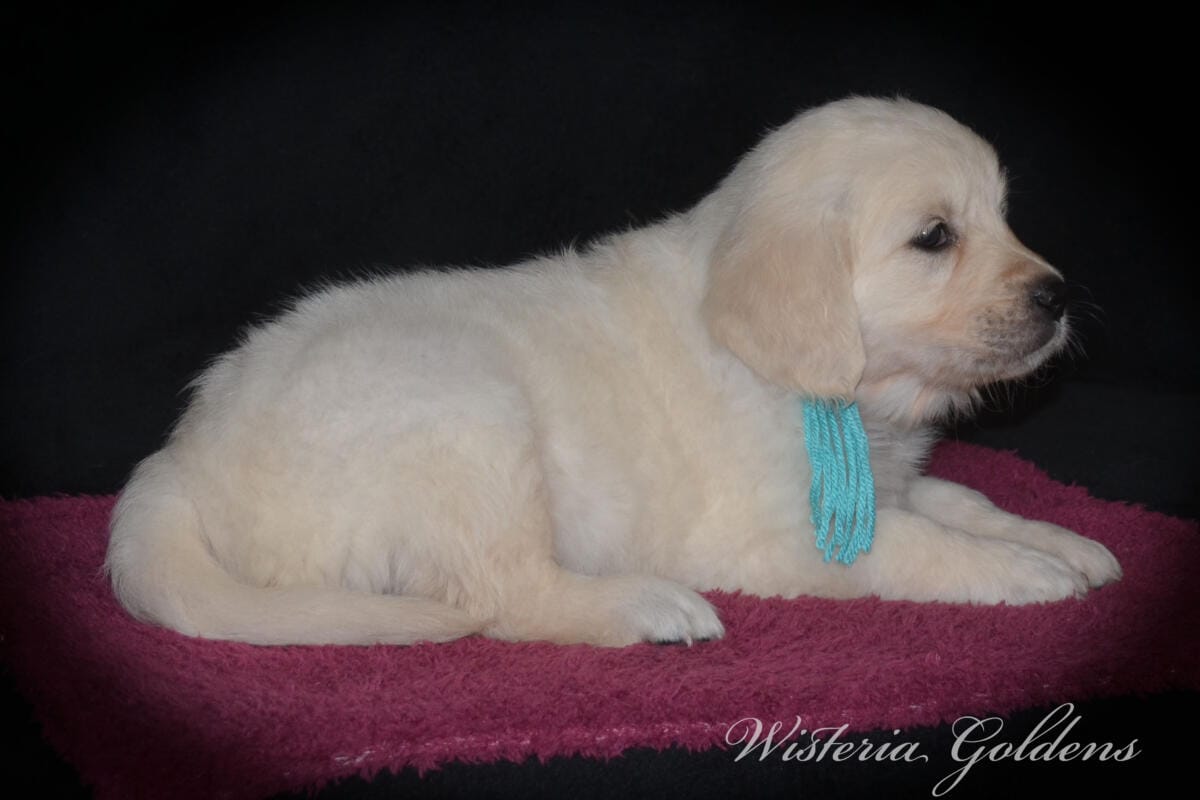 six weeks