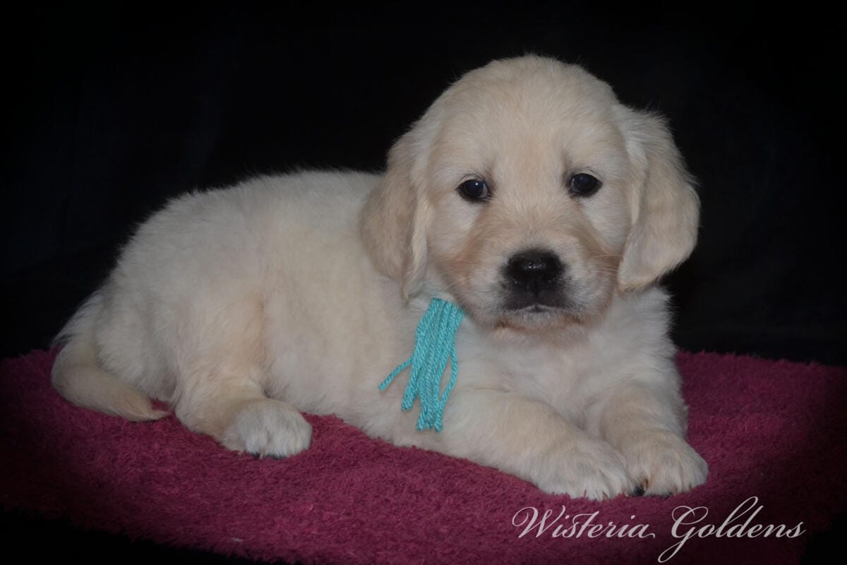 Stormy Litter Six Week Pictures English Cream Golden Retriever Wisteria Goldens Raised part of our family until part of yours #Stormy090125 Stormy (Keeva / Chance) & Tahoe – Litter Born 09/01/2025. 4 girls and 6 boys #stormy090125