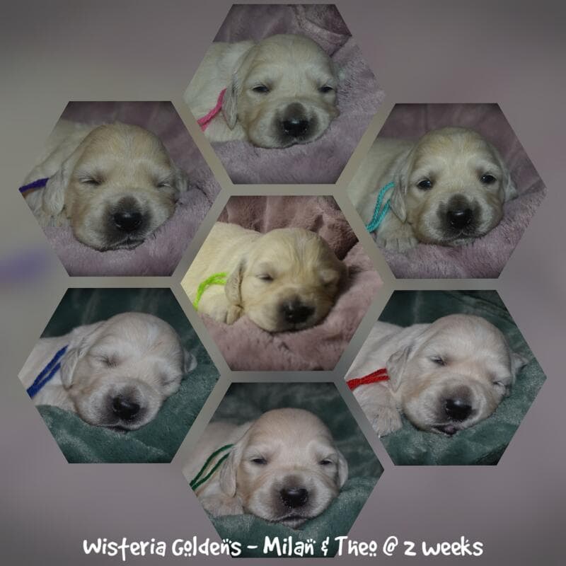 Milan's Two Week Puppy Picture Collage #milan091925