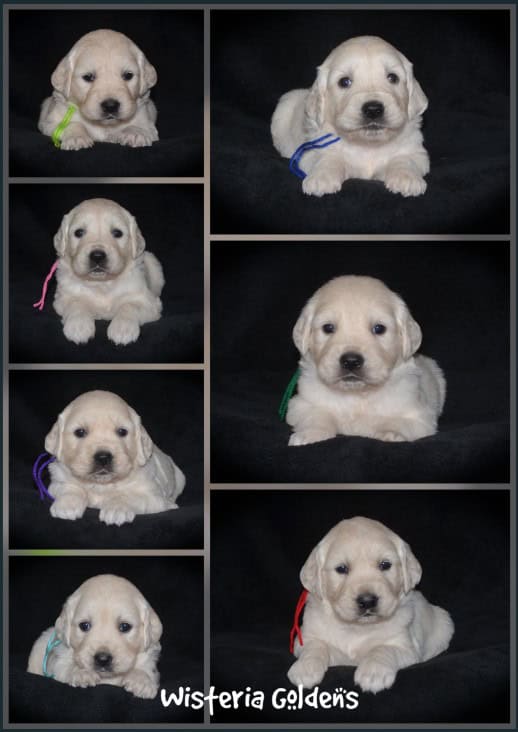 Milan four weeks picture collage