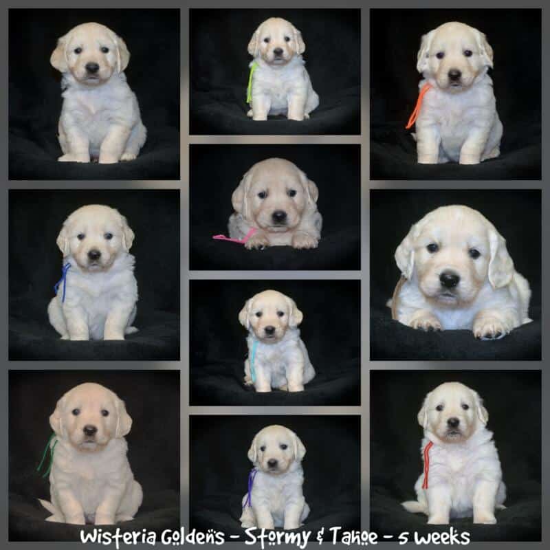 Stormy & Tahoe #stormy090125 puppies are now 5 weeks old! They are growing fast. Using the doggie door, playing with each other more, enjoying toys and outdoor play. Wisteria Goldens English Cream Golden Retriever Puppies raised part of our family until part of yours. 