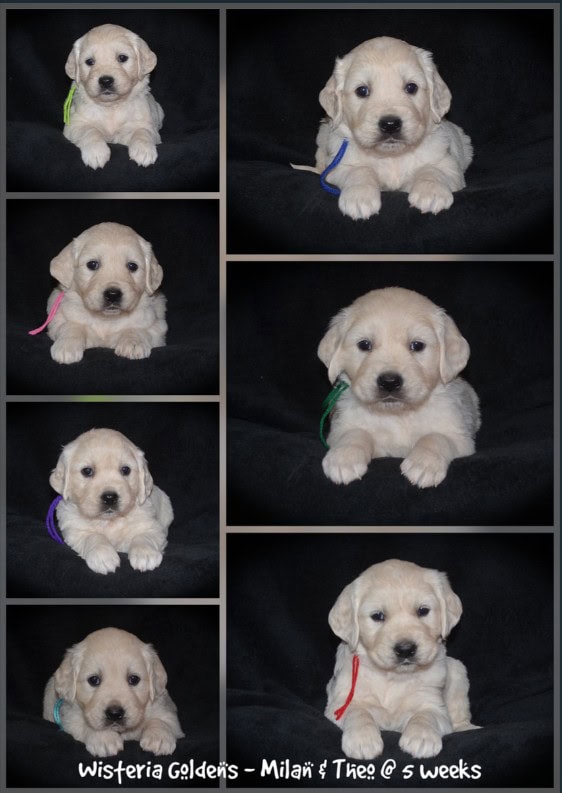 Milan & Theo Five Week Puppy Picture Collage #milan092425 English Cream Golden Retriever Puppies born and raised Wisteria Goldens Part of our family until part of yours.