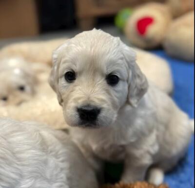 milan puppies on instagram