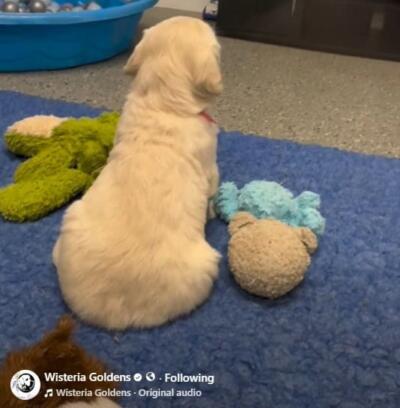 milan puppies on instagram