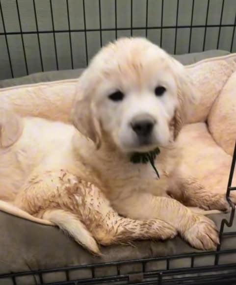 stormy puppy playing in the rain Reel on Instagram