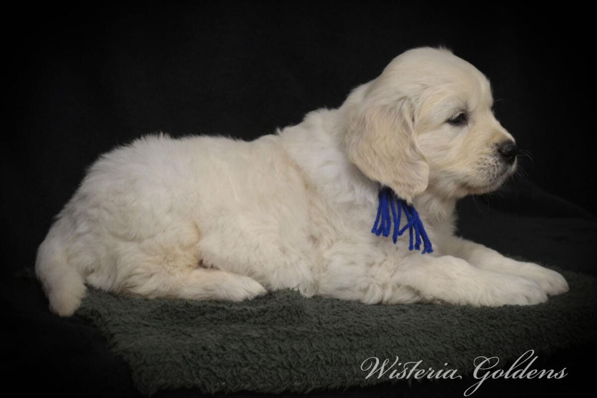 six weeks