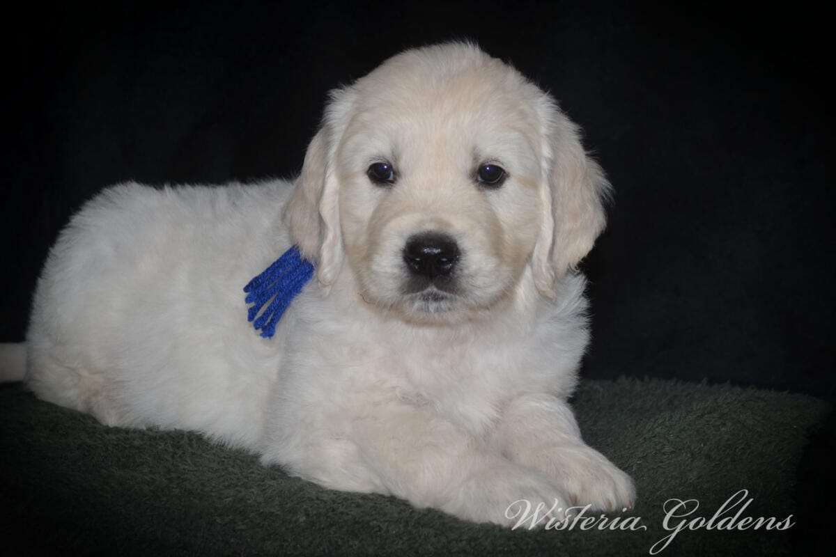 Milan (Trinity / Tahoe) & Theo – Litter Born 09/19/2025. 4 girls and 3 boys. #milan091925 English Cream Golden Retriever Puppy born and raised Wisteria Goldens part of our family until part of yours.