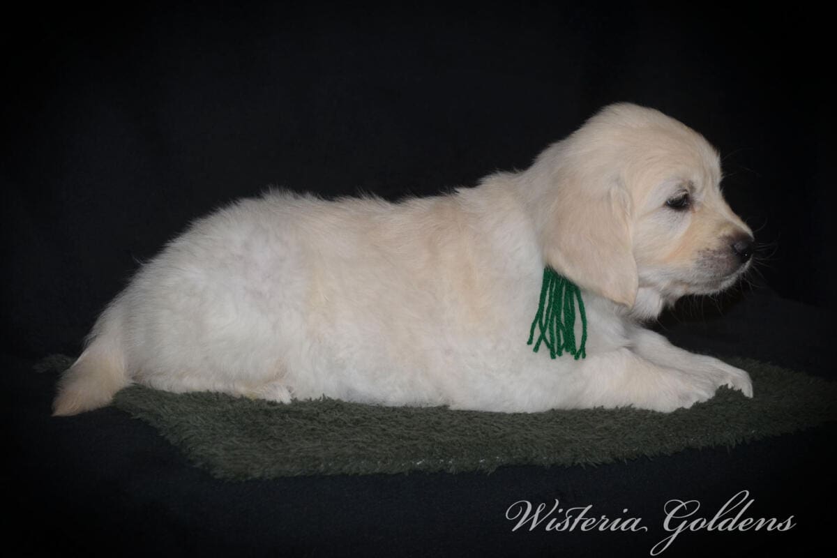six weeks