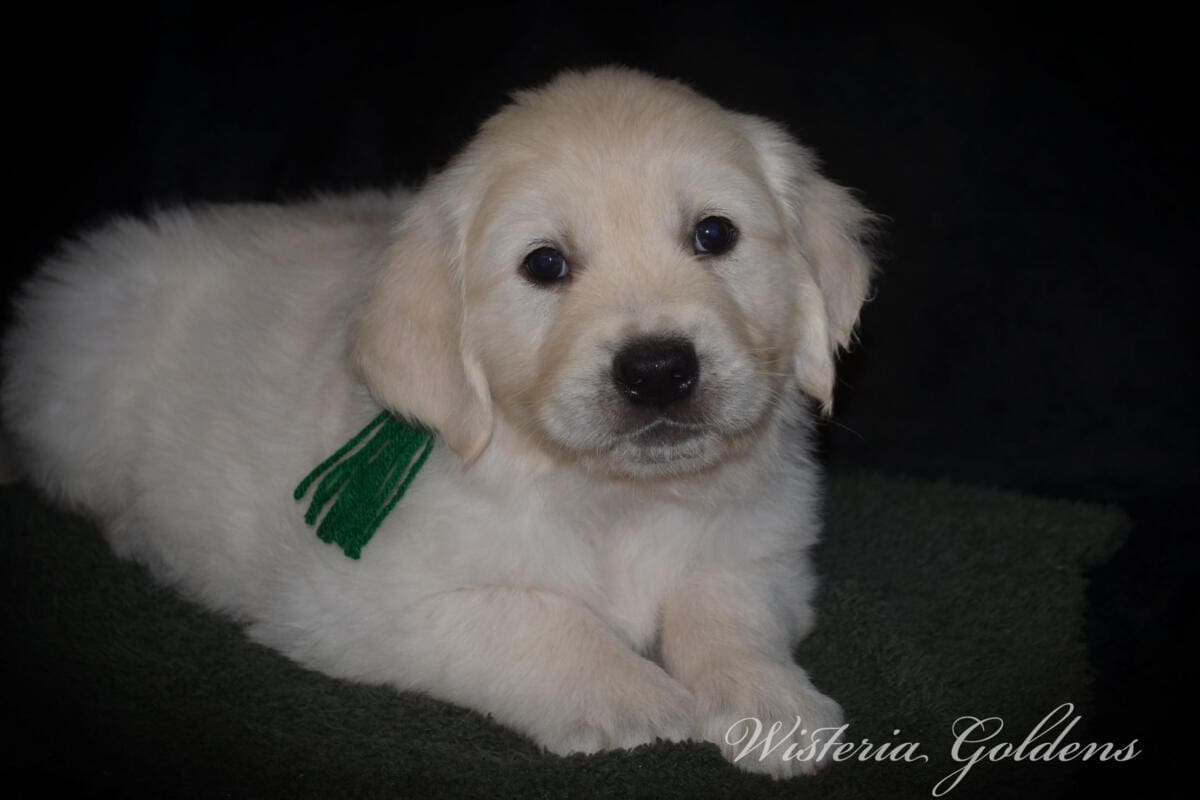 Milan (Trinity / Tahoe) & Theo – Litter Born 09/19/2025. 4 girls and 3 boys. #milan091925 English Cream Golden Retriever Puppy born and raised Wisteria Goldens part of our family until part of yours.